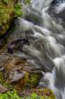 USA, Alaska. Black bear fishes at Anan Creek, Tongass National Forest Art Print